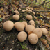 Pear-shaped Puffball